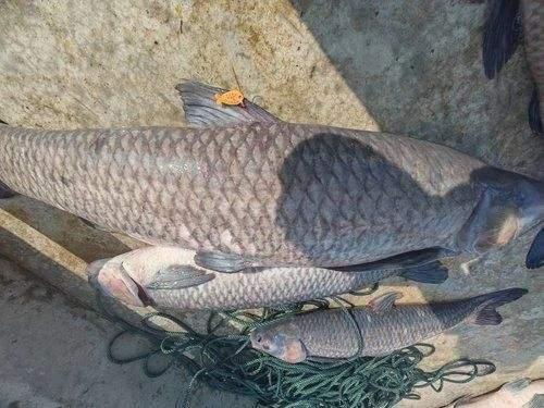 青鱼视频在线播放国产剧情po,青鱼视频独家呈现的精彩瞬间