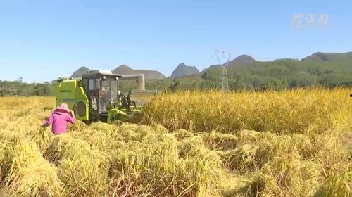 国产水稻试种成功视频,自主创新助力粮食安全新篇章