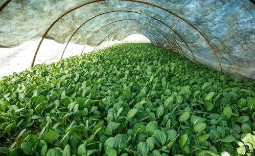 国产小白菜机器栽培视频,高效农业新篇章